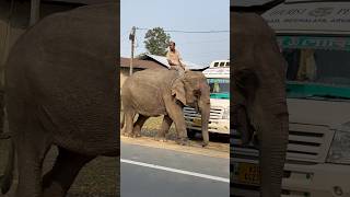 Elephent #elephant #animals #cute #funny #cutestory #cartoon #travel #krishna