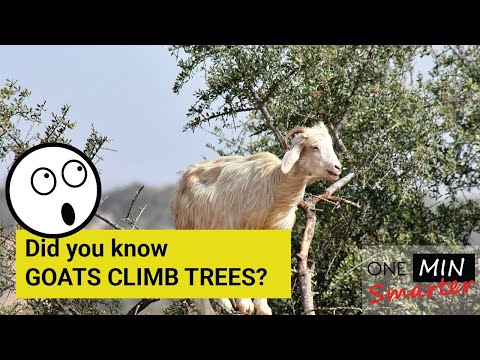 Did you know goats climb trees?