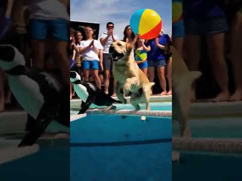 animal participate swimming #viral #animals #youtubeshorts #youtuber #youtube #coversong