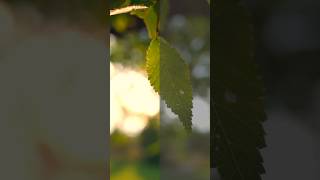 Canon R8 C-LOG 3 Color Grade