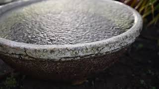 Gentle Rain hitting  bowl. Reduce stress, fall asleep to, or study.  Rain Vibes Only