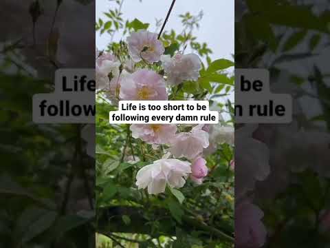 Stay positive and do your thing #shorts #shortsbeta #motivation #best #bestvideo