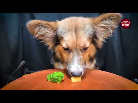 DOG EATING STEAK 먹방 🐶2