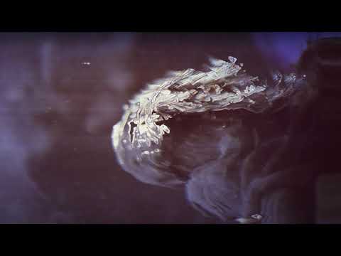 Bison Chemo - Cubist Dolls pt. 2