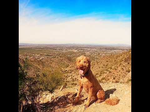 Does Your Dog Enjoy Hiking? #dog #hiking #viral #shorts
