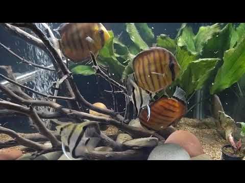 Wild Green Peruvian Discus Feeding