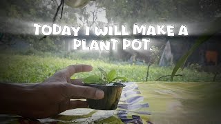 How to Propagate Echinodorus Amazon Sword Plants? Tips for success