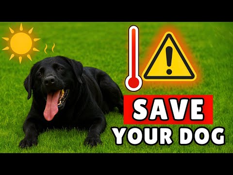 3 Deadly Heat Stroke Symptoms That Kill in Minutes (and How to Spot Them)