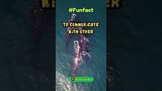 Funfact - 25| shinytiny | #animals #aquaanimals #ocean  #curiosityforkids