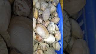 small shell #youtube #youtubeshorts #fish #ytshorts #livefishfood