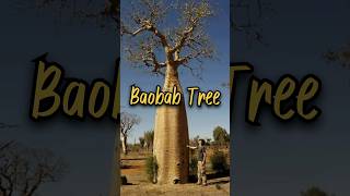 What is a baobab tree?