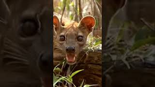 What is the Fossa   #facts #animals #fossa