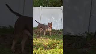 American bully #xl puppy transformation #shorts