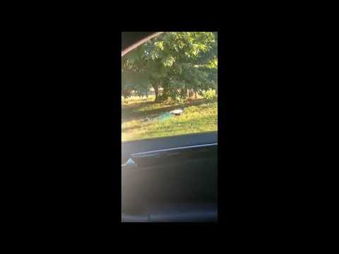 fuck you peacock