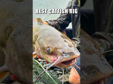 This Catfish Rig Feels Like Cheating