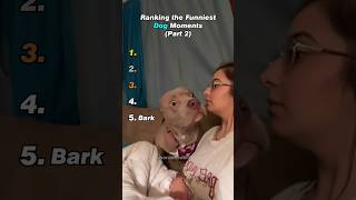 Ranking the Funniest Dog Moments (Part 2)