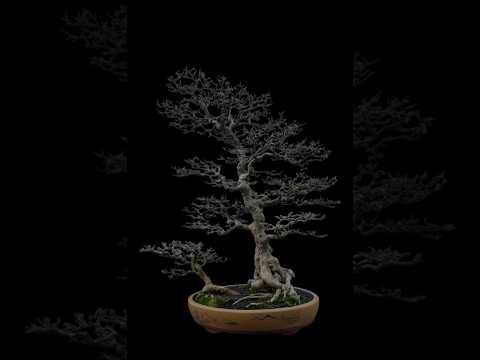 BONSAI ANTING PUTRI #bonsaiindonesia #bonsaimame #japanesebonsai #tropicalbonsai #bonsai