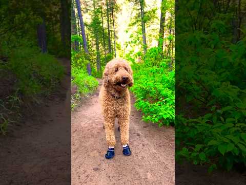 Friendly Dog Will Make You Smile! #happy #dog #funnydogs #shortvideo