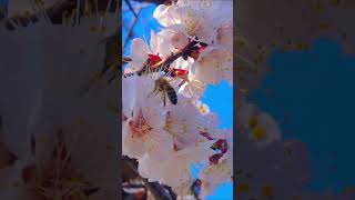 Blossom by blossom the spring begins.🌸💖#spring #cherryblossom #springvibes #love #summer #lovelife