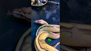 We let this one go!  #molinarosnakelab #ballpython #royalpython #reptiles #snakes #petsnake #roblox
