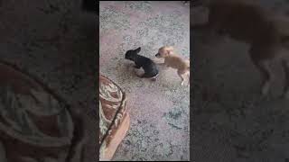 Funny puppies 🐶 #dogs #dubai  #chiwawa