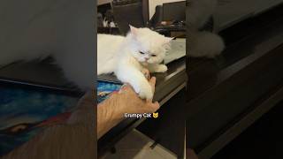 Sweet Grumpy Cat🥵 #grumpycat #funnycat #cutecat