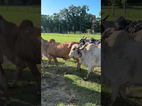 One of our herds.. following the feed machine:)   #gyr #cows #cattlefarm #desicow #gir #exoticcows