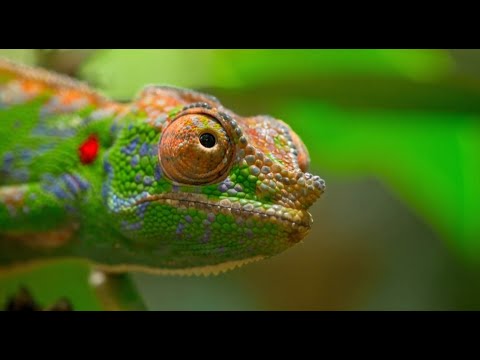 The Final Bloom: The Life of Labord's Chameleon