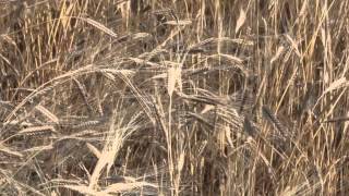 Jovial 100% Organic Einkorn Whole Wheat Pasta