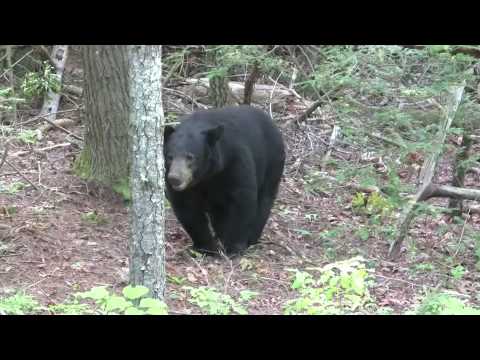 Bears!