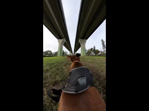 New dog parks a hit with the pups