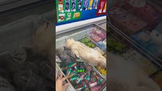 Istanbul, the city of cats. #curiosity #turkey #istanbul #cat