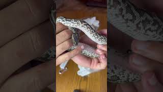 Import Angolan Pythons Pt:2 #snake #ballpython #pythonregius #royalpython #angolanpython #reptile