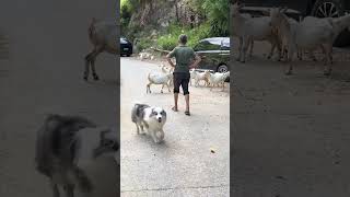 #dogfun #doglove #dogsmart