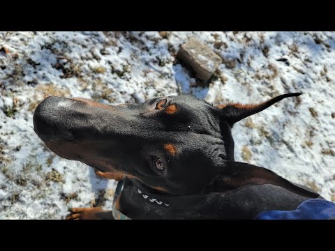Prince , The Doberman .