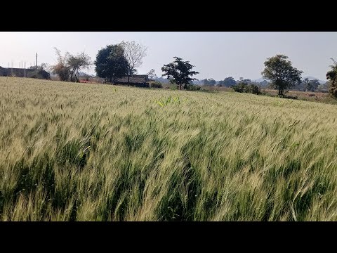 🌿जय आदिवासी जयजोहार गेहूं को शीशे दिखा जो कमाने 💸 वाला भाई वीडियो महोत्सव बने राजू 🛑