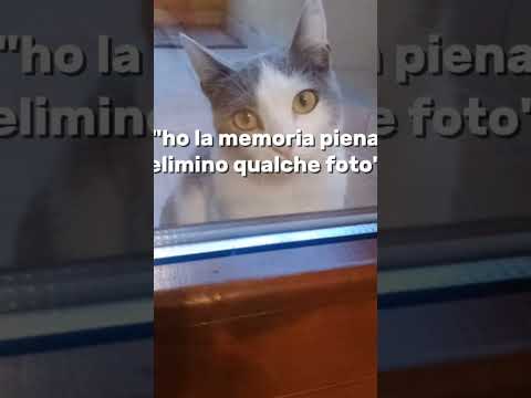 La mia gattina titty🤍🤍🤍