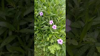 flower 🌼🌹 #aesthetic #feellofi #lofisatus #love ##naturephotograpy #naturepictures