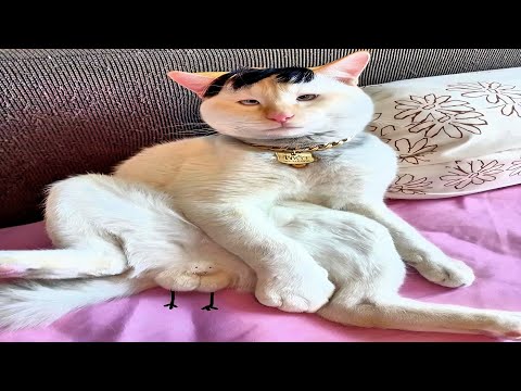 these cats deserve an OSCAR | funny compilation