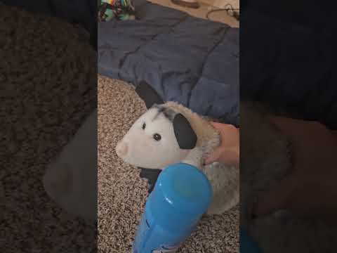 The cat and the possum. Episode 1: "Veggies or veggies OIL??"