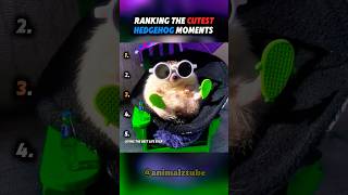 Ranking the cutest hedgehog moments 😂🥹