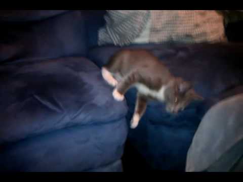 Cat plus couch