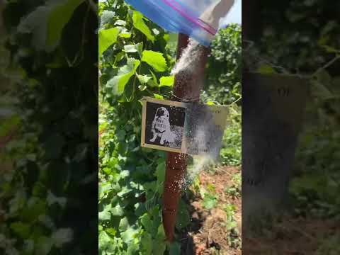 Spreading my dog’s ashes in honor of his 1 year anniversary of crossing over the rainbow bridge.