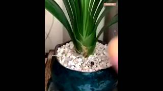 Gardening ideas🌱@planting-a99 #garden #growthisaprocess #plants #fertile #planting #gardening