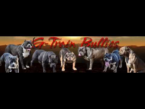 Official Banner for Gtrain  bullies