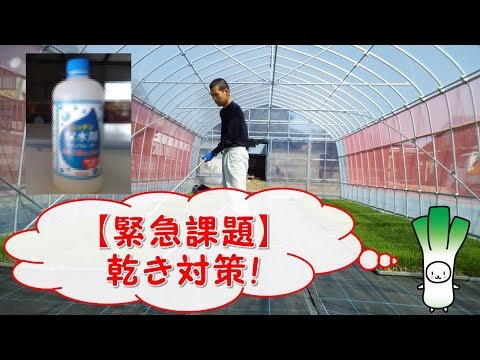 【緊急】ネギの育て方@定植期の乾燥対策の作業風景！