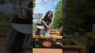 Never Water Your Garden Again 💧#olla #ollas #oya #irrigation #gardeningvideos #growfood #gardener