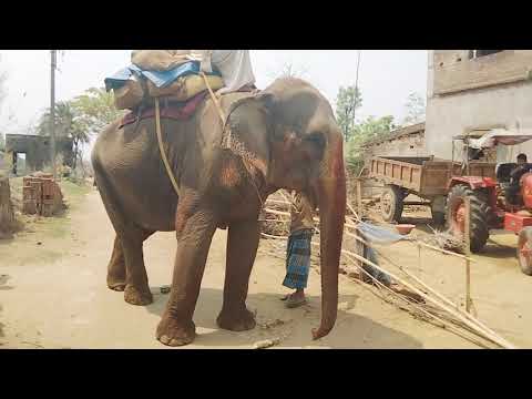 Elefante#shorts