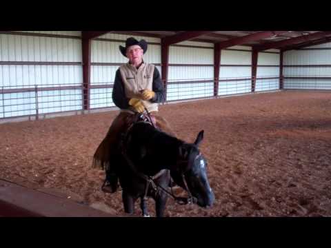 Training Tip: Making a Plan to Achieve Goals with Your Horse