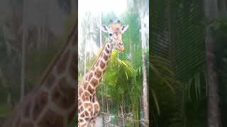 the ai vidio in my canal #animals #animeweeb #shorts #edit #funny